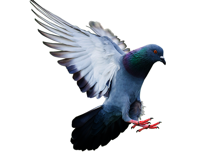 traitement anti pigeons Soissons