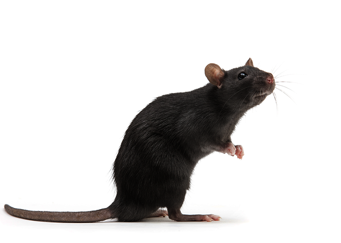 traitement souris Soissons