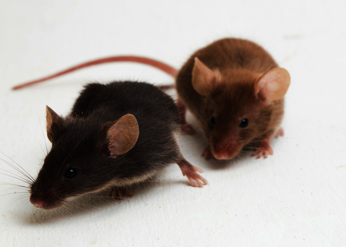 traitement rats Soissons