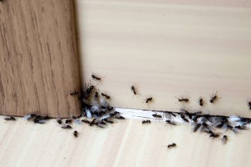 entreprise de desinsectisation de fourmis Soissons