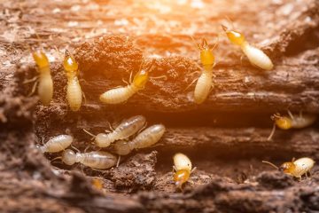 désinsectisation fourmis Soissons